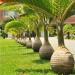 Seme drveća: Hyophorbe lagenicaulis Bottle Palm  (seme), slika1