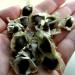 Začini i lekovito bilje: Moringa oleifera - DRVO CUDO!!! (seme), slika6