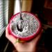 Sadnice - voće: Dragon fruit (sadnica), slika1