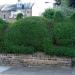 Sadnice - žbunaste vrste: Ligustrum (sadnica), slika3