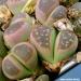 Seme cveća: Lithops olivacea (seme) Litops, slika1
