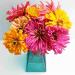 Seme cveća: Zinnia elegans 'Cactus', slika1
