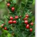 Perene: RUSCUS aculeatus - Veprina (seme), slika1