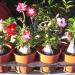 Seme cveća: Adenium Obesum - 10 mix semenki (2023.), slika3