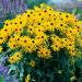 Seme cveća: Rudbeckia zuta (seme), slika1