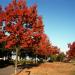 Seme drveća: Quercus rubra - Americki hrast (seme) Crveni hrast, slika2