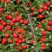 Seme žbunastih vrsta: Cotoneaster horizontalis - Dunjarica seme, slika1