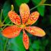 Seme cveća: Belamcanda chinensis (seme) - Leopard lily, slika1