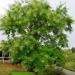 Seme drveća: Sophora japonica - Sofora (seme), slika1