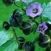 Seme cveća: Nicandra physaloides (seme), slika1