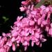 Seme drveća: Cercis  - Judino drvo (seme), slika1