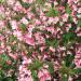 Seme žbunastih vrsta: Weigela florida (seme), slika1