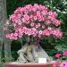 Sadnice - sobne biljke: Adenium male sadnice, slika1