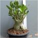 Sadnice - sobne biljke: Adenium arabicum (sadnica!), slika1