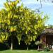 Sadnice - drveće: Laburnum - Zlatna kisa (sadnica), slika2