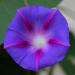 Seme cveća: Ipomoea purpurea - Ladolez (seme), slika2