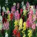 Seme cveća: Antirrhinum majus - Zevalica (seme), slika1