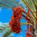 Seme drveća: Phoenix canariensis (seme) crven plod, slika2
