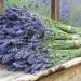Sadnice - začini i lekovito bilje: Lavanda (sadnice), slika2