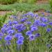 Seme cveća: Centaurea cyanus (seme) Razlicak, slika1