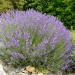 Sadnice - začini i lekovito bilje: Lavanda (sadnice), slika1