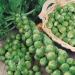 Seme povrća: Brassica oleracea var gemmifera - Kelj pupcar (50 semenki), slika3