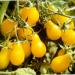 Seme povrća: Cherry zuta kruska paradajz (seme) - Ceri Heirloom, slika1