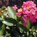 Seme drveća: Lagerstroemia indica - Kineski jorgovan (seme), slika3