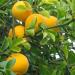 Seme voća: Sibirski limun - Poncirus trifoliata (-20˚C) seme, slika1