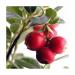 Seme voća: Americka brusnica - Vaccinium macrocarpon (seme), slika3