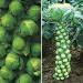Seme povrća: Brassica oleracea var gemmifera - Kelj pupcar (50 semenki), slika3