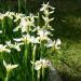 Seme cveća: Iris Hollandica (seme), slika3