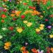 Seme cveća: Eschscholzia californica - Kalifornijski mak (seme), slika1