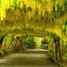 Sadnice - drveće: Laburnum - Zlatna kisa (sadnica), slika1