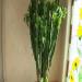 Sadnice - sobne biljke: Euphorbia trigona - sadnica, slika2