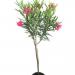 Seme cveća: Nerium oleander - Oleander rozi (seme), slika1