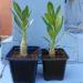Kaktusi: Adenium sadnice 15cm, slika1