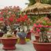 Sadnice - sobne biljke: Adenium male sadnice, slika2