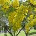 Seme drveća: Cassia fistula (seme), slika1
