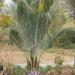 Sadnice - drveće: Butia odorata - Sadnica!, slika1