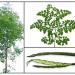 Začini i lekovito bilje: Moringa oleifera - DRVO CUDO!!! (seme), slika1