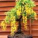 Seme drveća: Zlatna kisa - Laburnum (seme), slika2