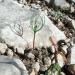Sadnice - drveće: Cedrus atlantica - Atlanski kedar (seme), slika5