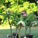 Sadnice - žbunaste vrste: Plumeria rubra mix (3 semenke) Frangipani havajski cvet, slika1