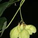 Seme žbunastih vrsta: Staphilea pinnata - Klokocika (seme), slika1