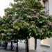 Seme drveća: Clerodendron trichotomum - Klerodendron (seme), slika1