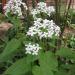 Seme cveća: Lunaria - Biljka novca (seme), slika4