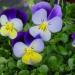 Seme cveća: Viola cornata - Dan i Noc (seme), slika1
