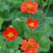 Perene: Geum coccineum - visoki , slika2