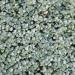 Perene: Raoulia australis , slika2